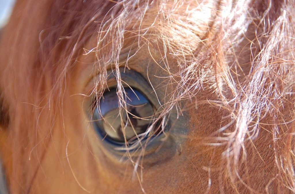 L’art de la relation : pleine conscience et communication avec les chevaux