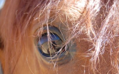 L’art de la relation : pleine conscience et communication avec les chevaux